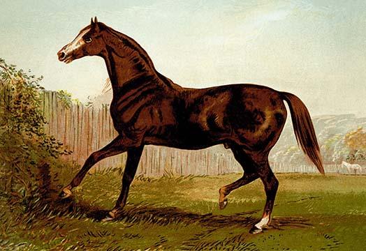 Horse Prints Art To Decorate Your Home