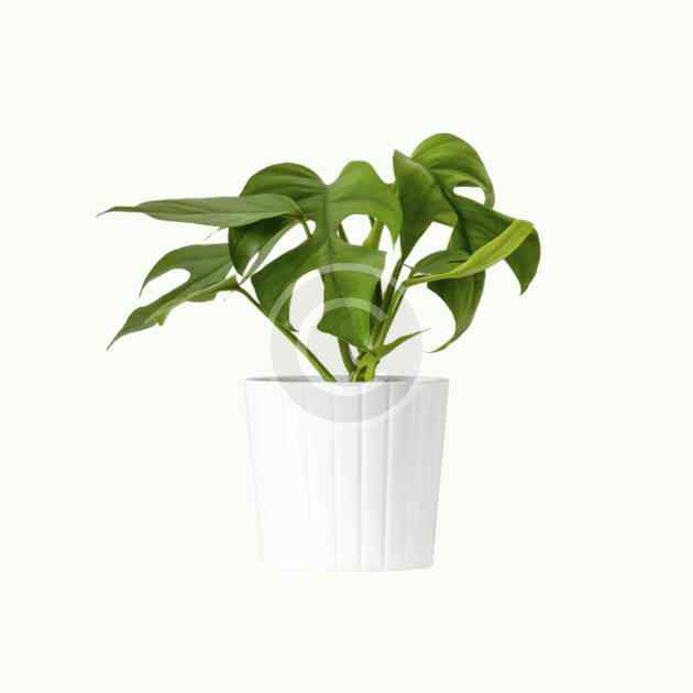 Monstera deliciosa