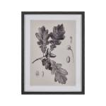Foliage I Botanic Framed Wall Art - Ivory